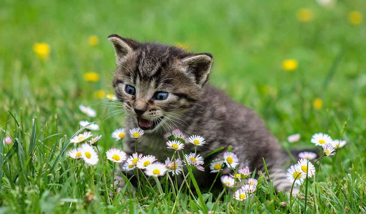 yeşil çimenlerde oynayan yavru kedi.