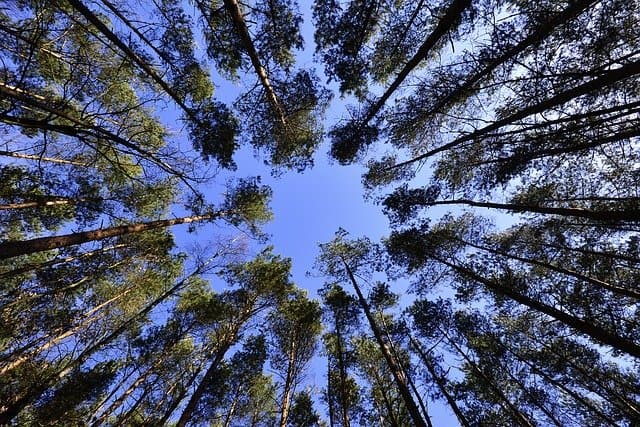 sadzi drzewo, które da długotrwałe rezultaty