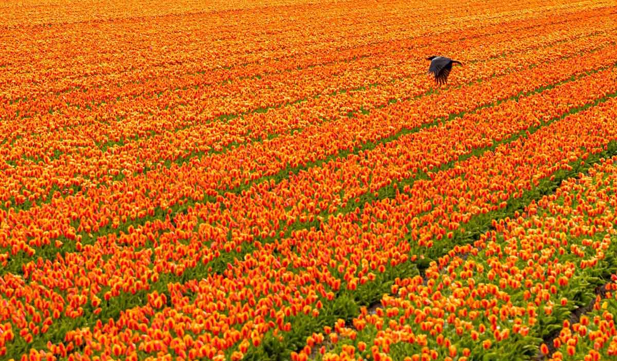 champ de tulipes orange aux pays-bas.