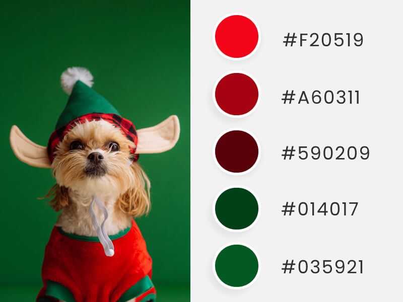 Palettes de couleurs d'hiver - un adorable chien déguisé en lutin du Père Noël