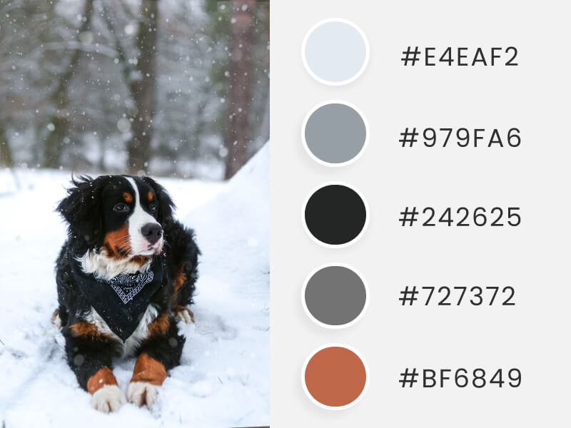 Palettes de couleurs d'hiver - un joli chien allongé sur la neige