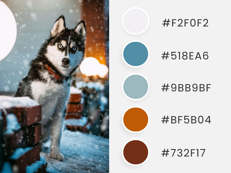 Palettes de couleurs d'hiver - un chien husky en hiver