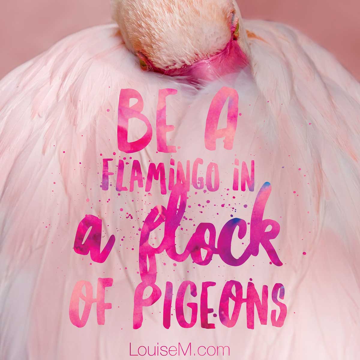 closeup of flamingo with quote, จงเป็นนกฟลามิงโกในฝูงนกพิราบ