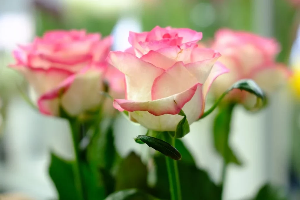 flores de aniversário