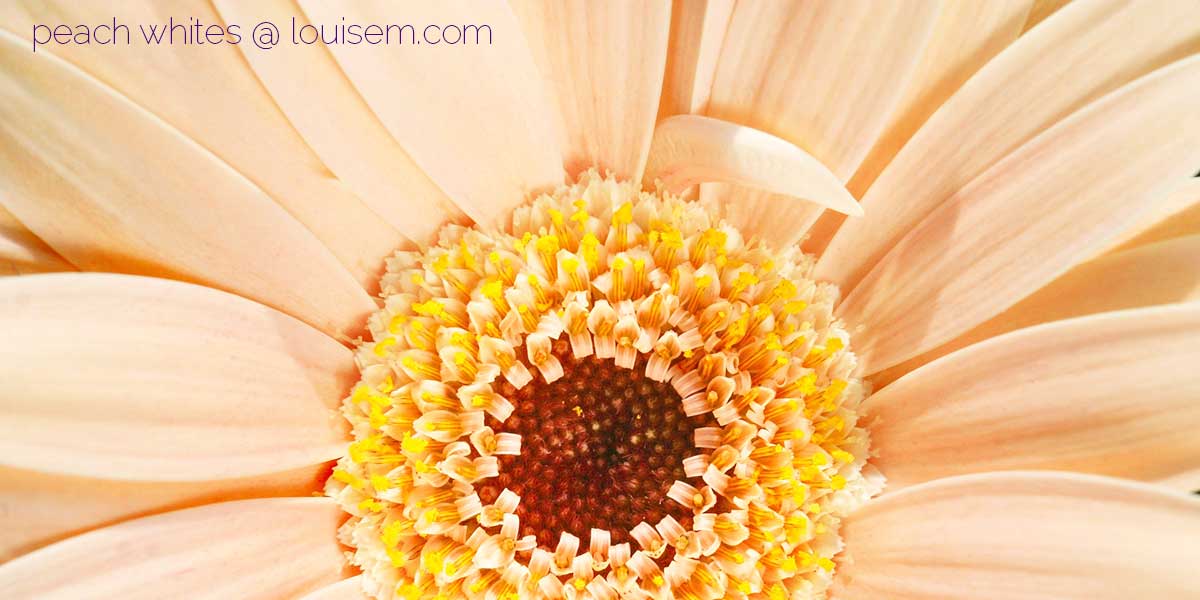 closeup de margarida gerbera em pêssego mais pálido.