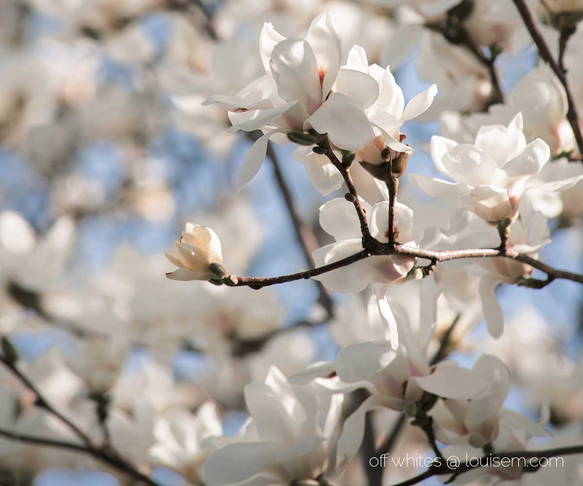 profusão de flores frutíferas em tons off white.