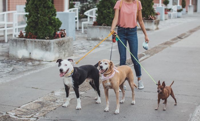 promeneur de chien avec 3 chiens