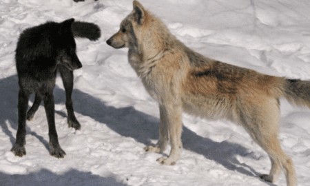 Qu'est-ce qu'un Luna Wolf ? Information complète