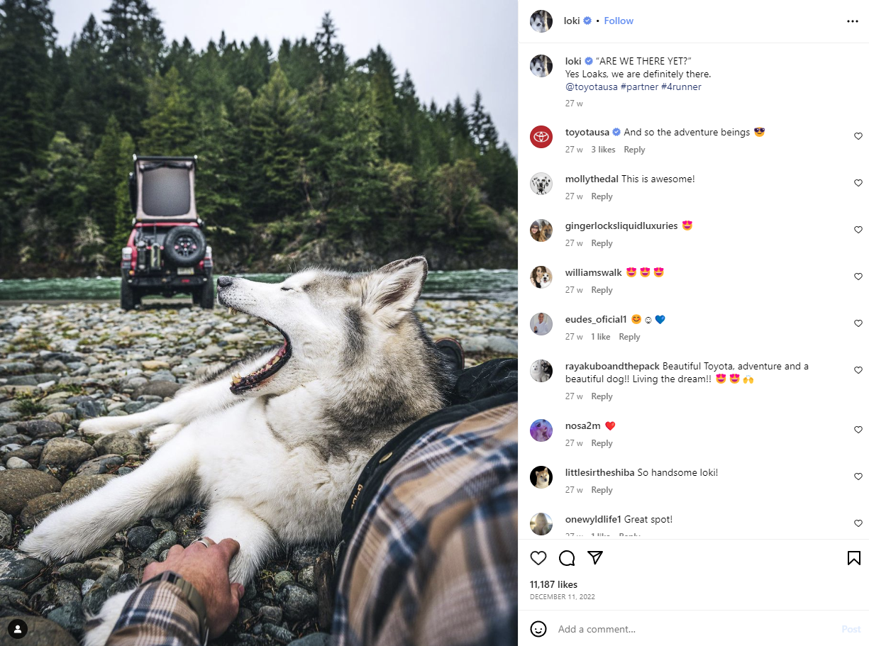 狼犬ロキの Instagram アカウントのスクリーンショット