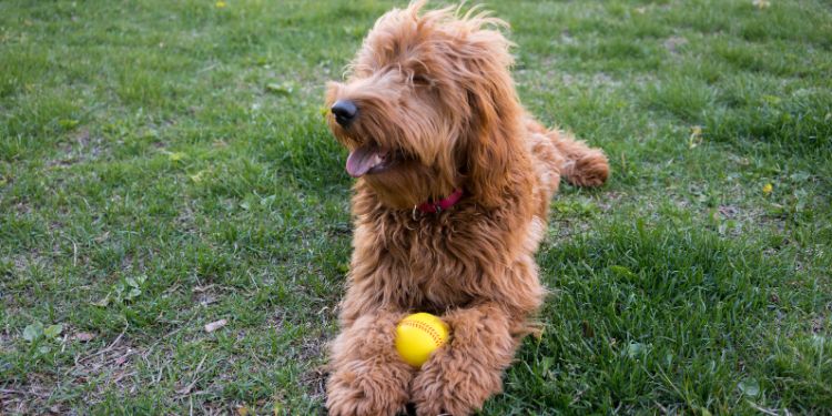 bir top ile bir parkta oturan köpek