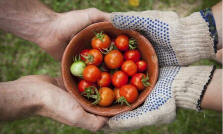 在 Tomato Mentor 找到最佳的番茄種植技巧和建議