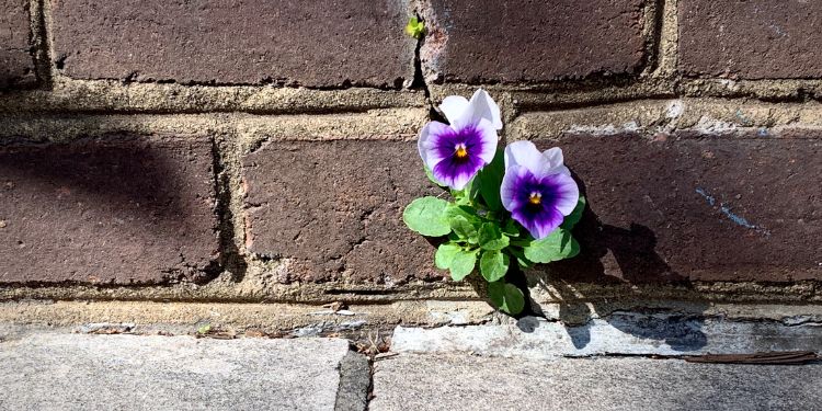 floare juxtapusă cu beton