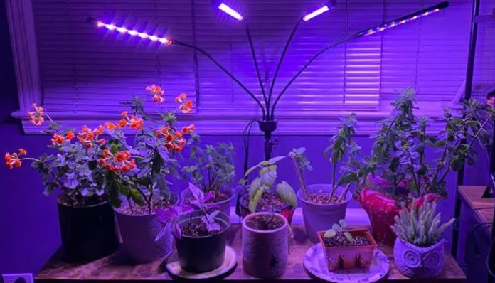 LED grow lamp