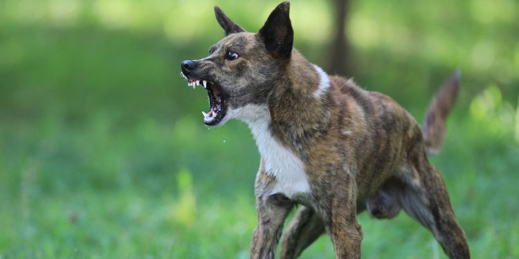 gemeiner Hund, der Aggression zeigt